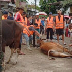 Penyembelihan hewan qurban di halaman Masjid Al Ikhlas Blok C Perumahan Aurduri, Kelurahan Aur Kenali, Telanaipura, Kota Jambi, Jumat pagi | dia