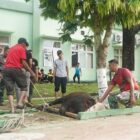 Penyembelihan hewan qurban di Markas Korem 042/Gapu, Sabtu | pr