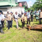 DPW PKB Provinis Jambi berkurban tiga ekor sapi pada Hari Raya Idul Adha 1446 Hijriah | ah