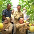 Bupati Tanjabtim, Dillah Hikmah Sari, dan Gubernur Jambi, Al Haris, melakukan panen perdana melon premium, di Desa Trimulya Kecamatan Rantau Rasau, Sabtu | dia