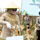 Bupati Tanjabtim, Dillah Hikmah Sari, panen jagung di Desa Sukamaju, Geragai, Sabtu | dki-tjt