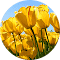 Image of yellow flower