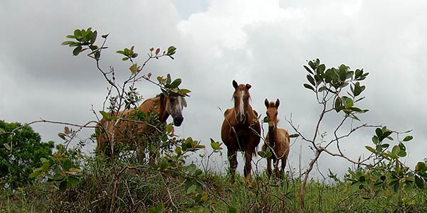 Brasilien Pferde Retreat Bild brasilianischer Pferde