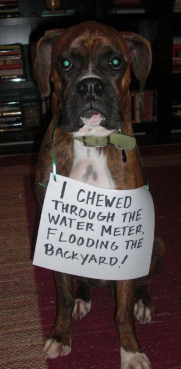 guilty-dogs-22
