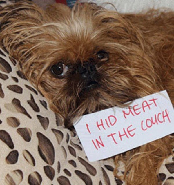 guilty-dogs-24