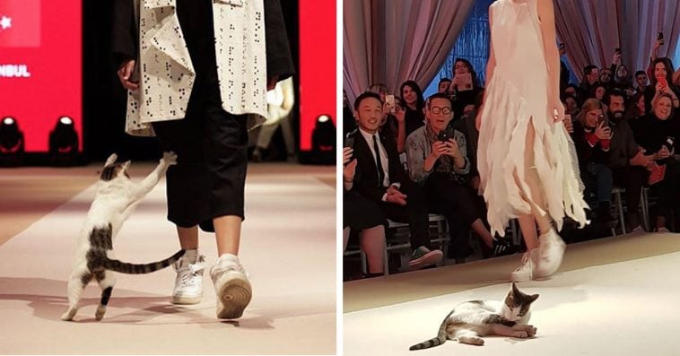 Random Cat Invades Fashion Show, Tries To Fight Models