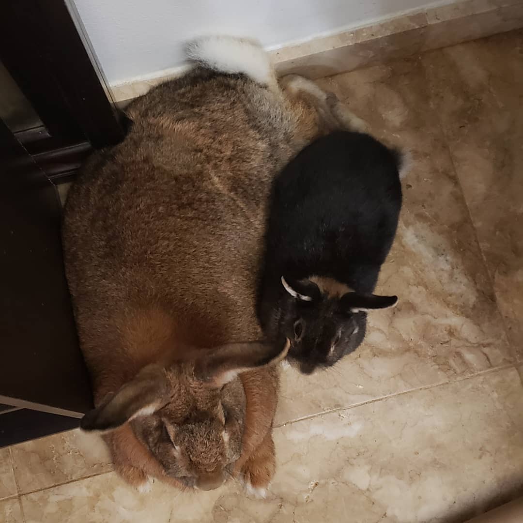 Tiny Dwarf Rabbit Is Obsessed With Girlfriend 4 Times His Size, And ...