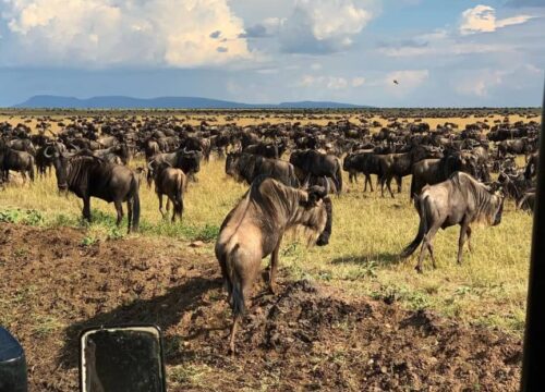 6-Day Great Migration & Big Five Group Safari