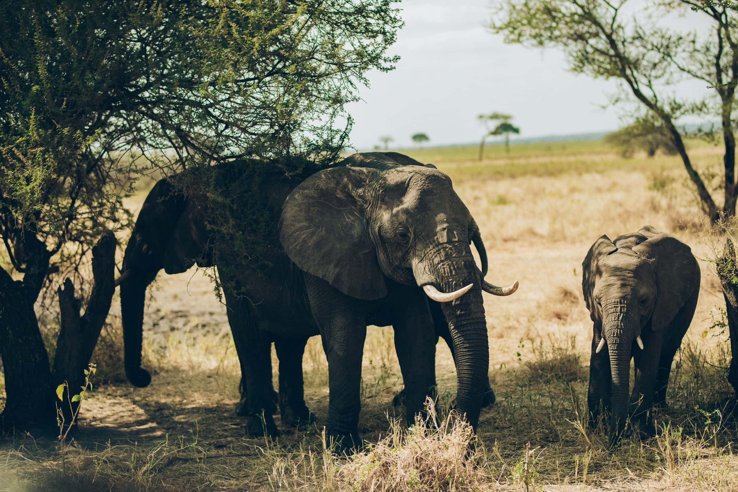 3-Day Fly-In & Out Serengeti and Ngorongoro Mid-Range Safari