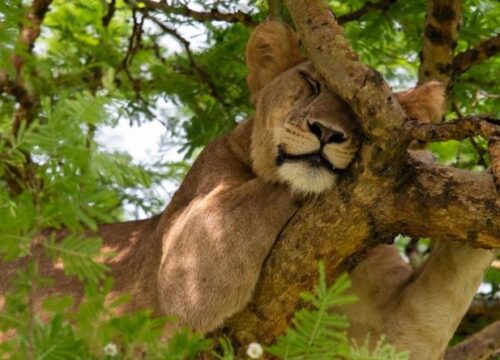 5-Day Big Cats Safari