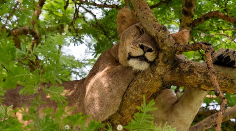5-Day Big Cats Safari