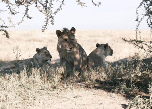 Tarangire Day Trip