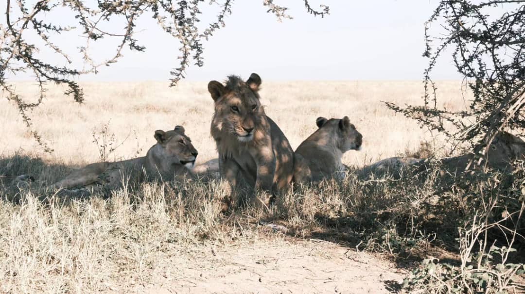 Tarangire Day Trip