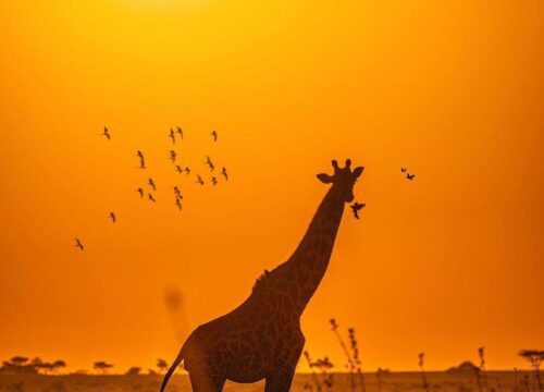 4-Day Tanzania Best Camping Safari