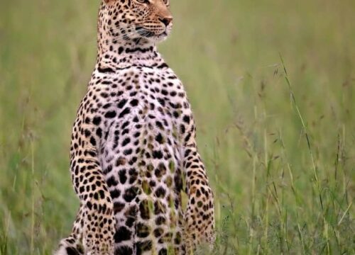 11 Day Tanzania Safari and Zanzibar Beach