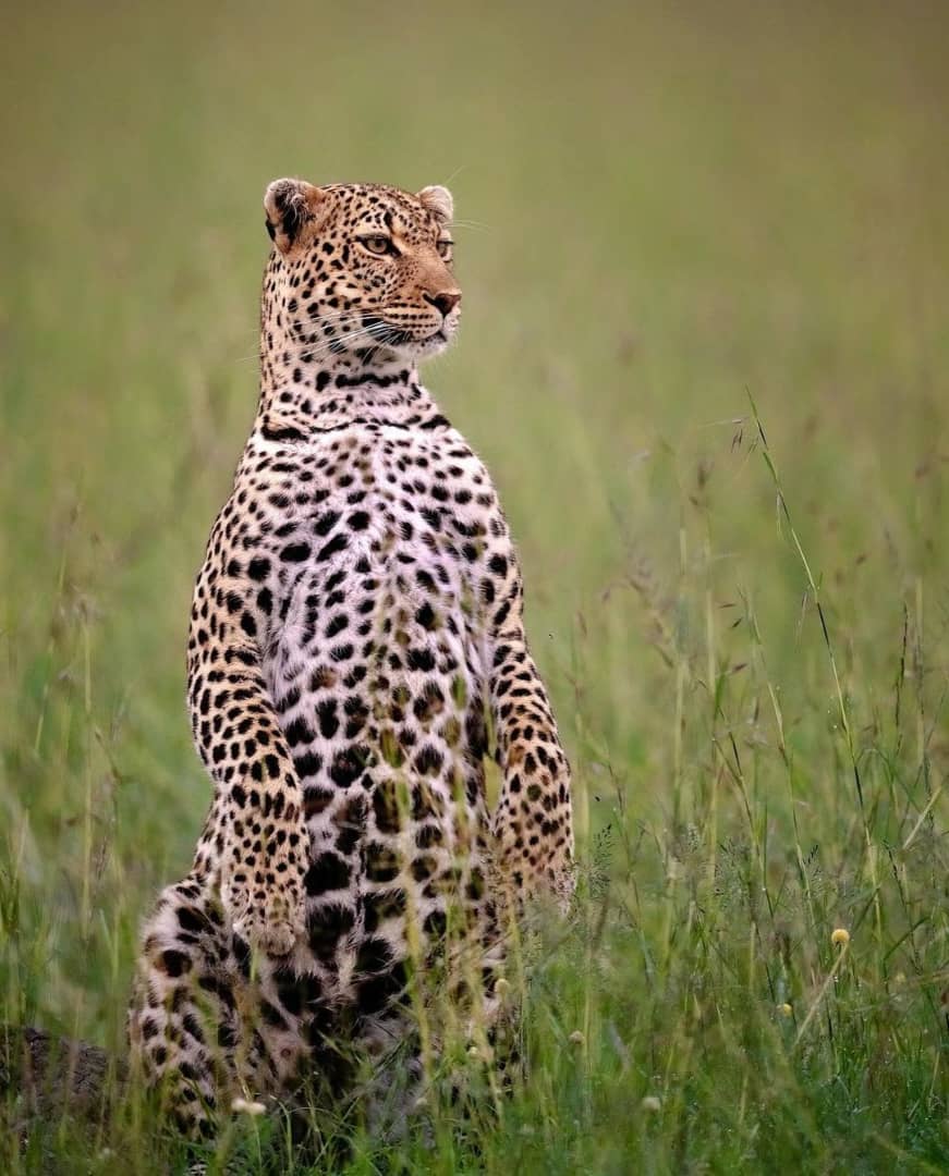 11 Day Tanzania Safari and Zanzibar Beach