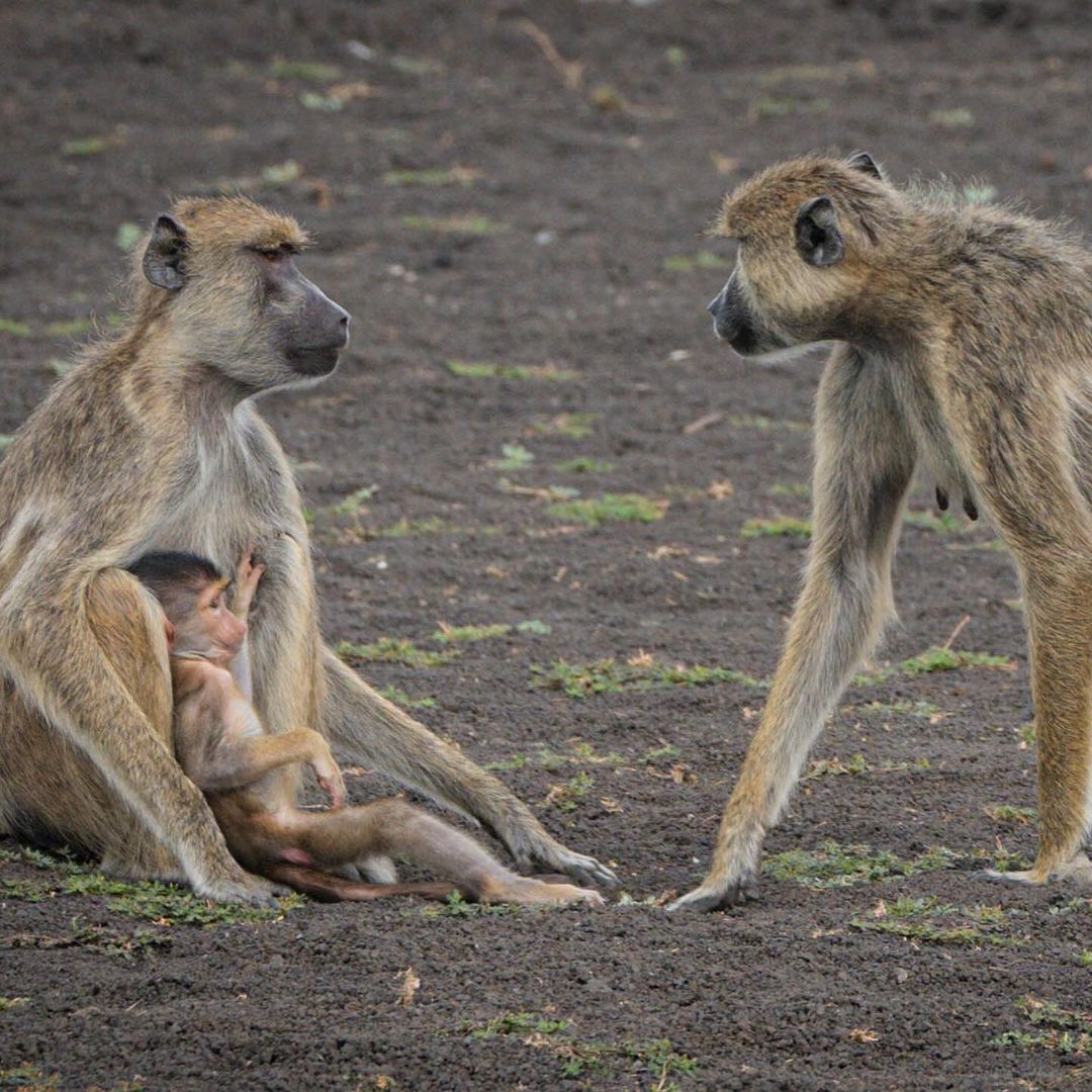 2-Day Camping Safari.