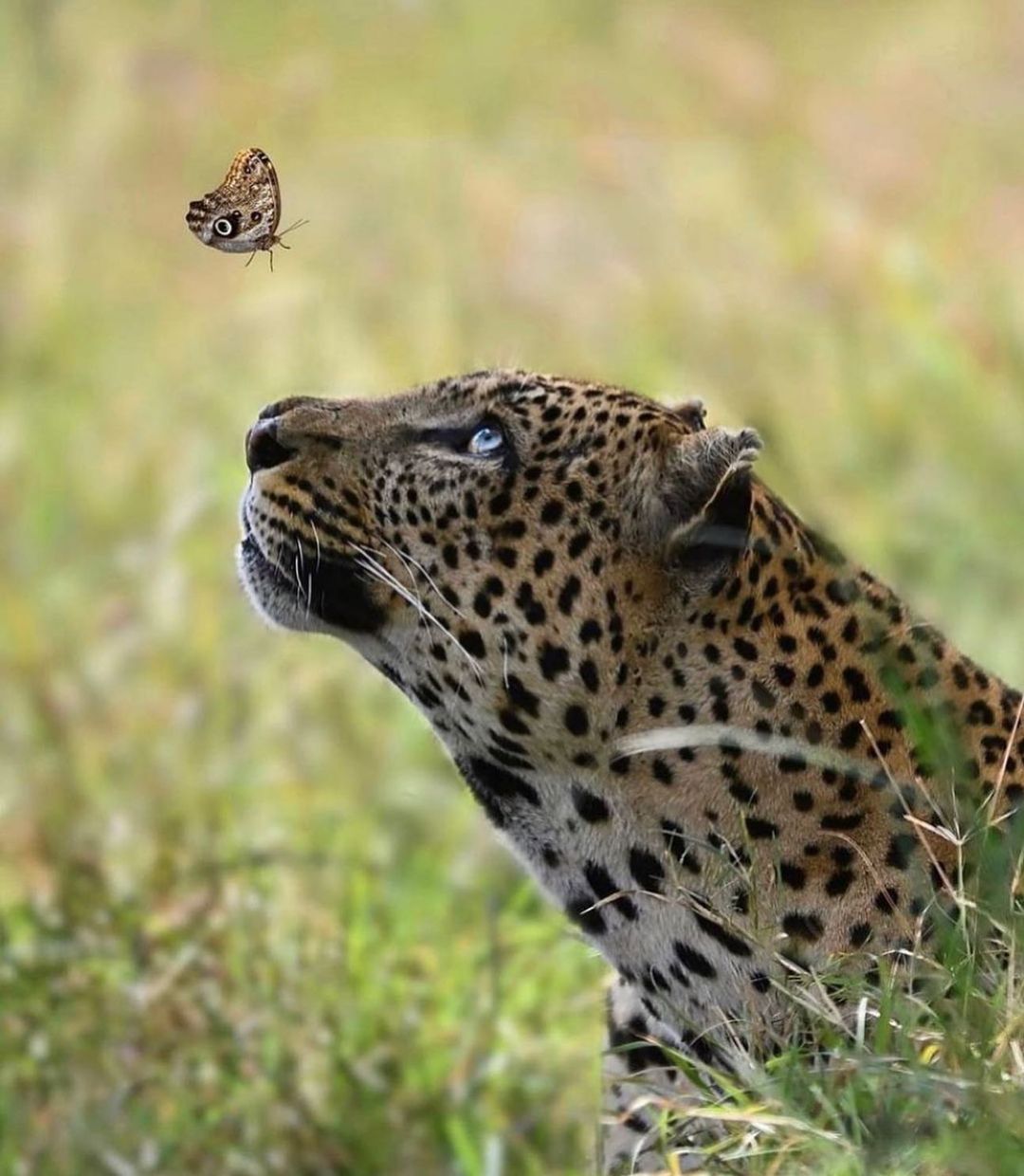 4-Day Serengeti and Ngorongoro Crater Safari