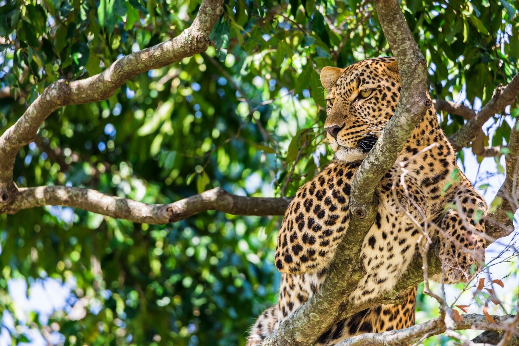 4-Day Fly-In & Out Serengeti Luxury Safari