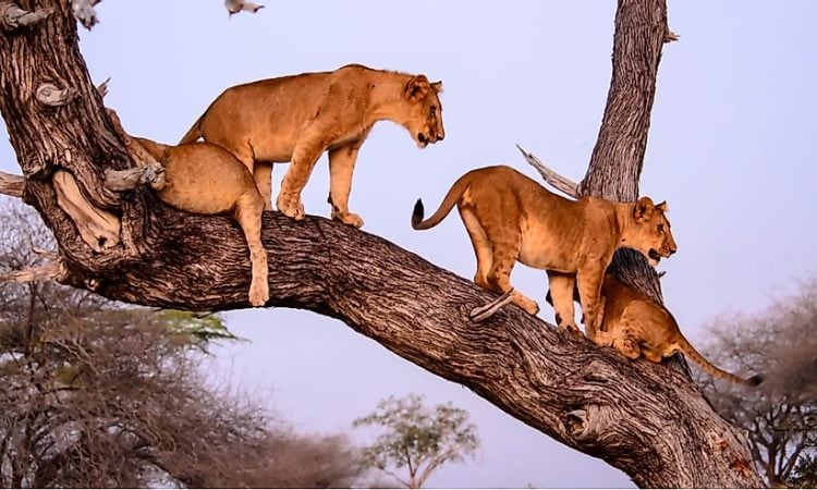 3-Day Tarangire, Lake Manyara, and Ngorongoro Crater.