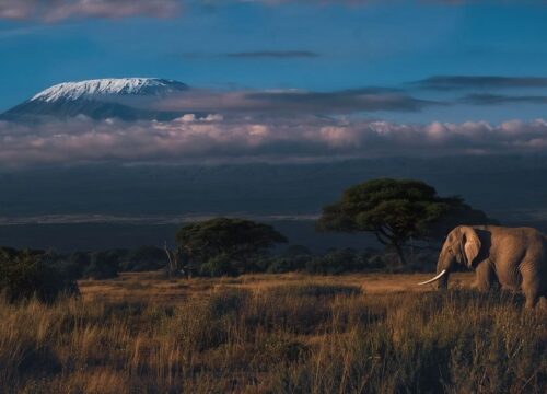 7-Day Cross-Border Safari: Kenya & Tanzania