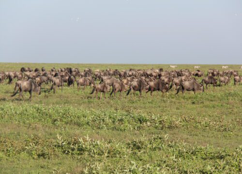7-Day Serengeti Migration Safari