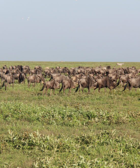 7-Day Serengeti Migration Safari