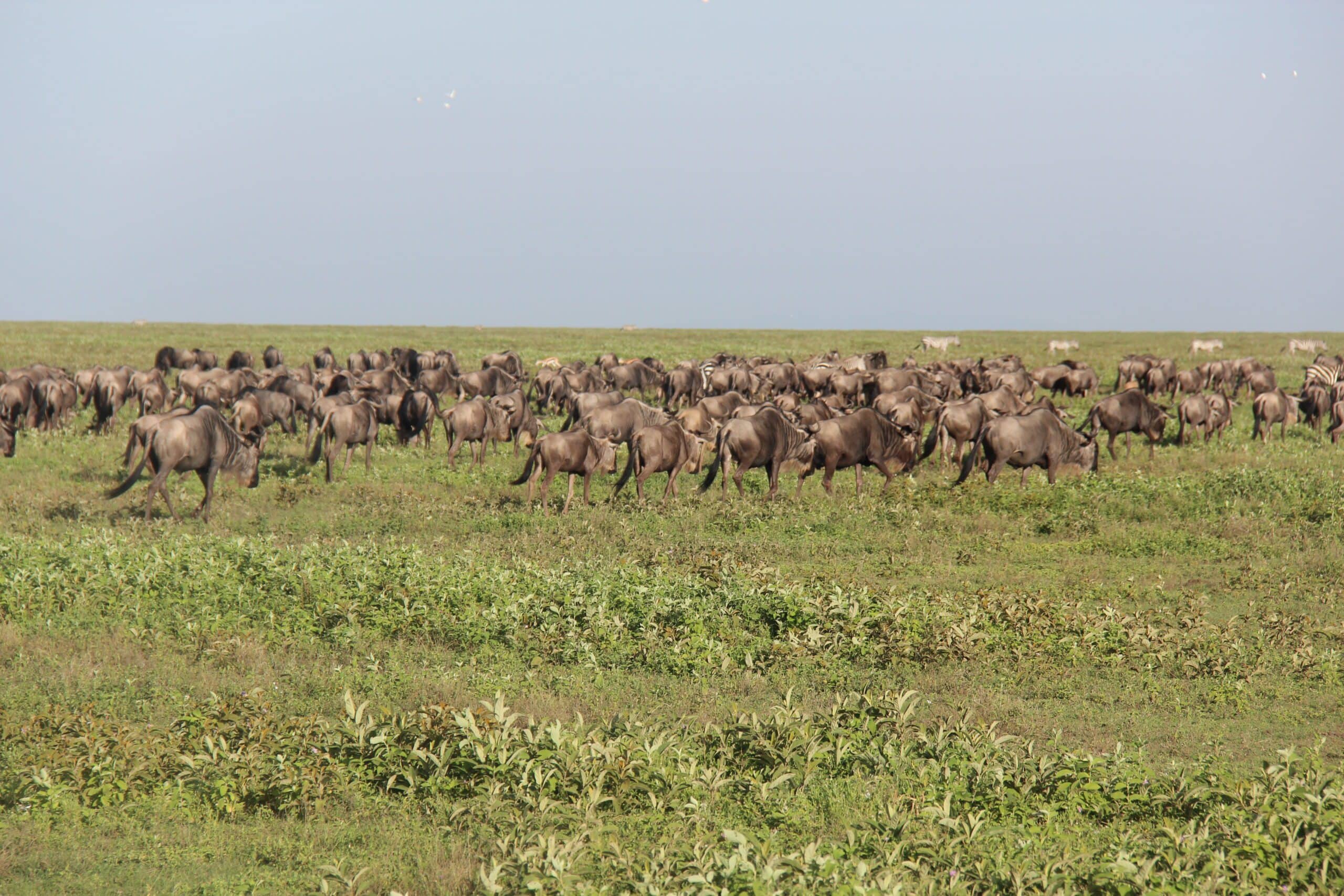 7-Day Serengeti Migration Safari