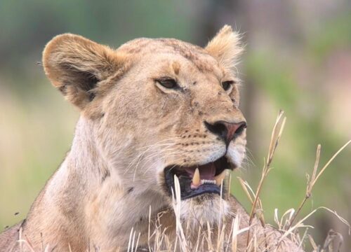 5-Day Tarangire Ngorongoro and Manyara Luxury