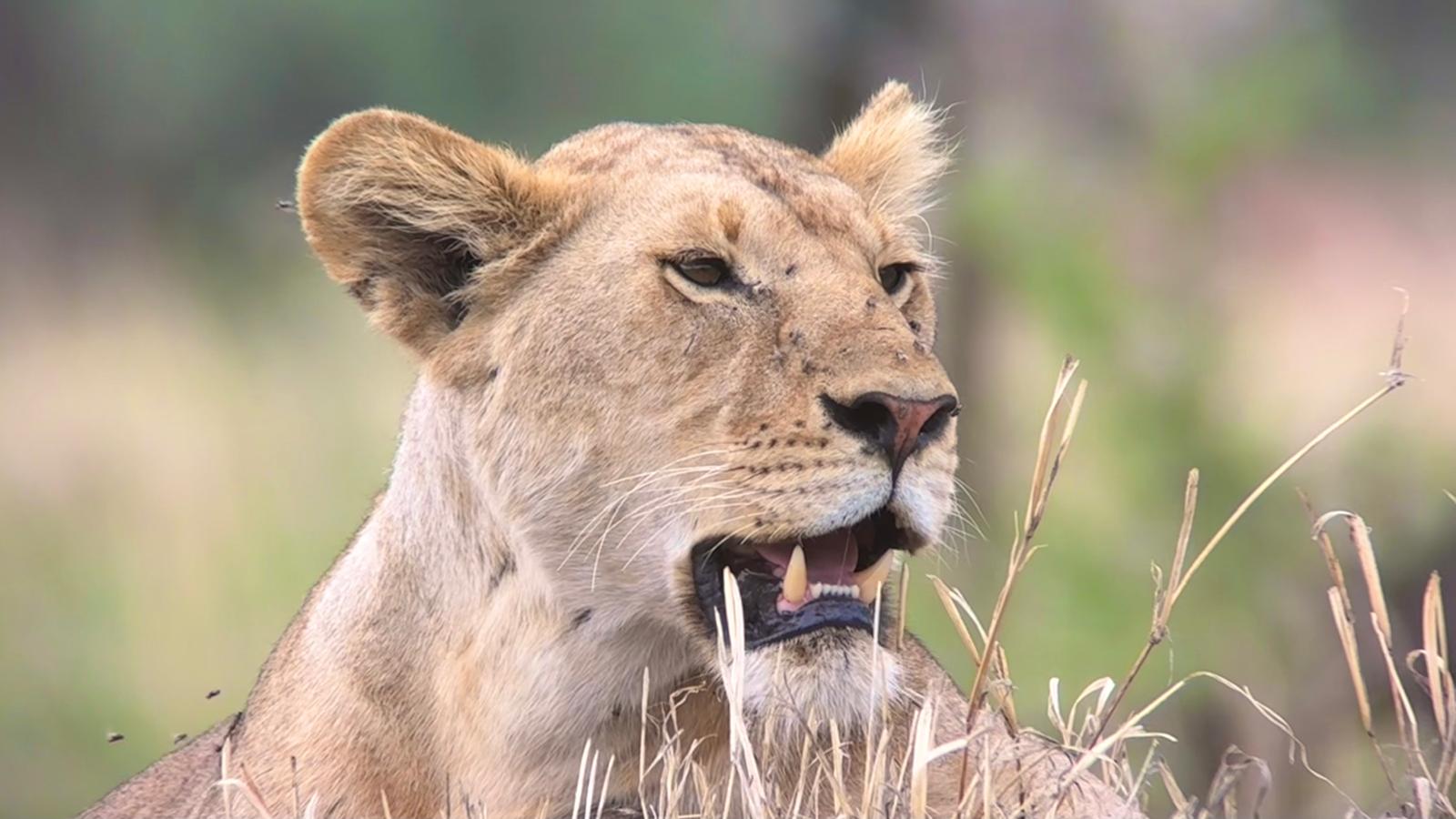 5-Day Tarangire Ngorongoro and Manyara Luxury