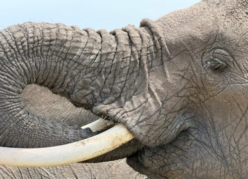 7-Day Tanzania Luxe Adventure