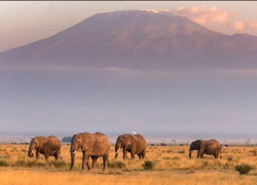 10-Day Kenya and Tanzania Safari