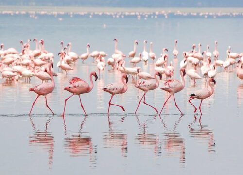 2-Day Group Tour to Tarangire and Ngorongoro Crater