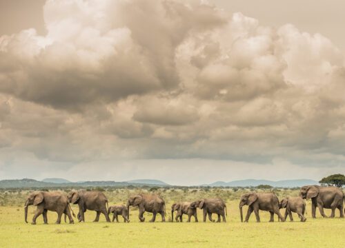 6-Day Wildlife in Tanzania