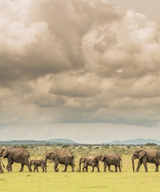 6-Day Wildlife in Tanzania