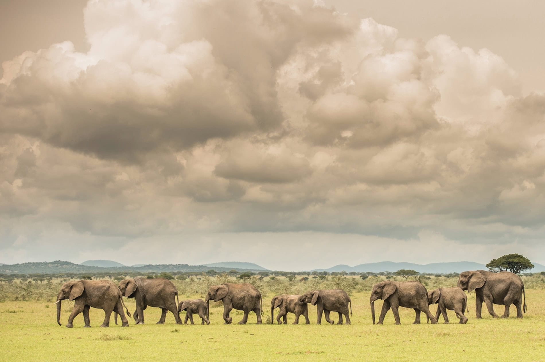 6-Day Wildlife in Tanzania