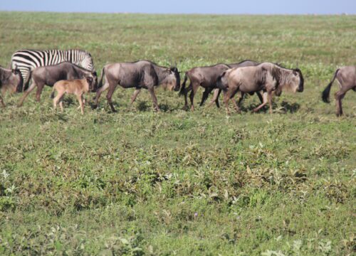 3-Day Group Tour to Serengeti and Ngorongoro