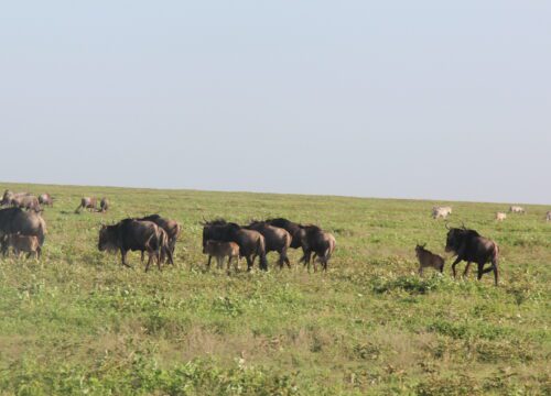3-Day Fly-In & Out Serengeti and Ngorongoro Luxury Safari
