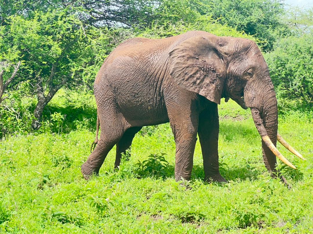 3-Day Tarangire, Ngorongoro & Materuni Waterfalls