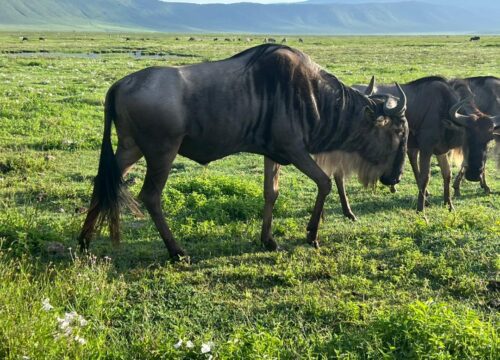 6-Day Big Five Safari & Mount Kilimanjaro Day Hike