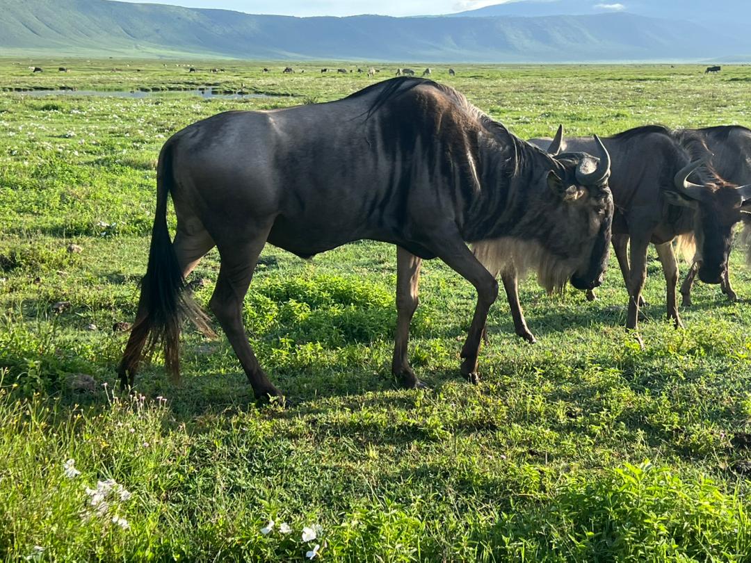 6-Day Big Five Safari & Mount Kilimanjaro Day Hike