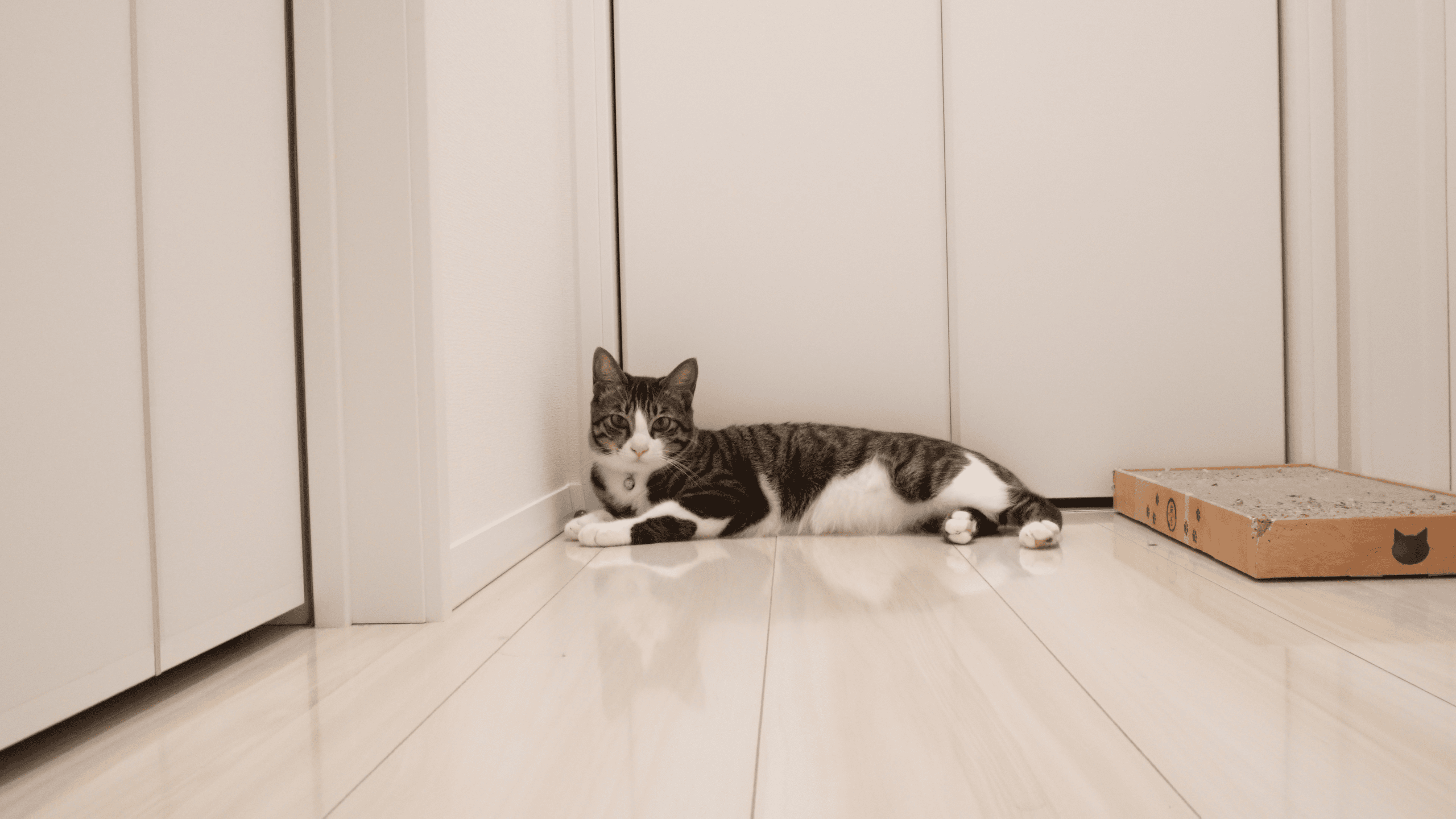 フロアコーティングした床の上の愛猫
