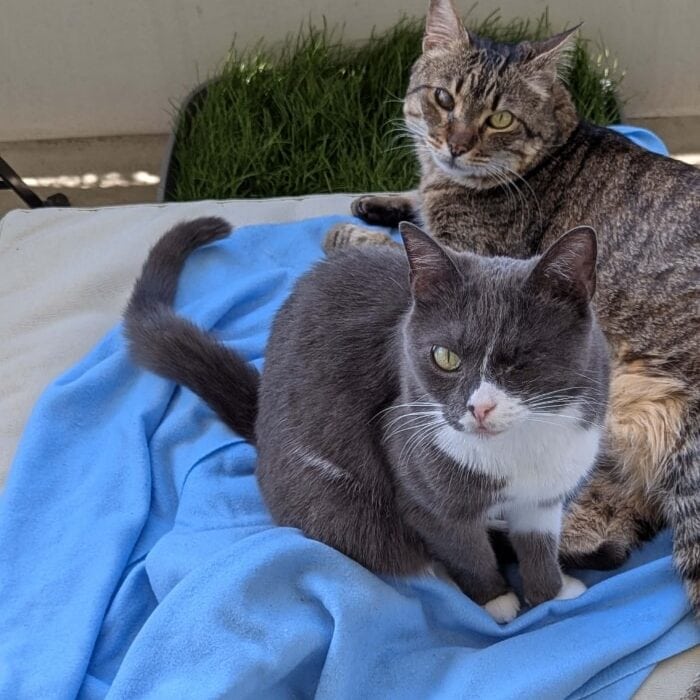 Katzen sitzen gemeinsam harmonisch auf Balkon