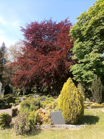 "Alter Friedhof" – Blick von der Billrothstraße
