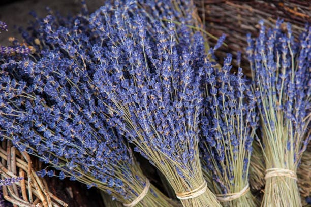 Lavanta Mevsimi Ne Zamandır