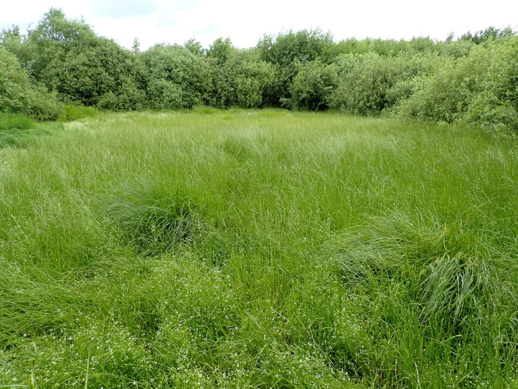 Działka niezabudowana o pow. 6,2715 ha w Tątławkach, gm. Morąg