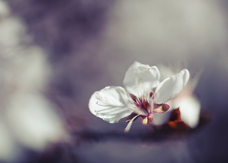 Kozlova photographe