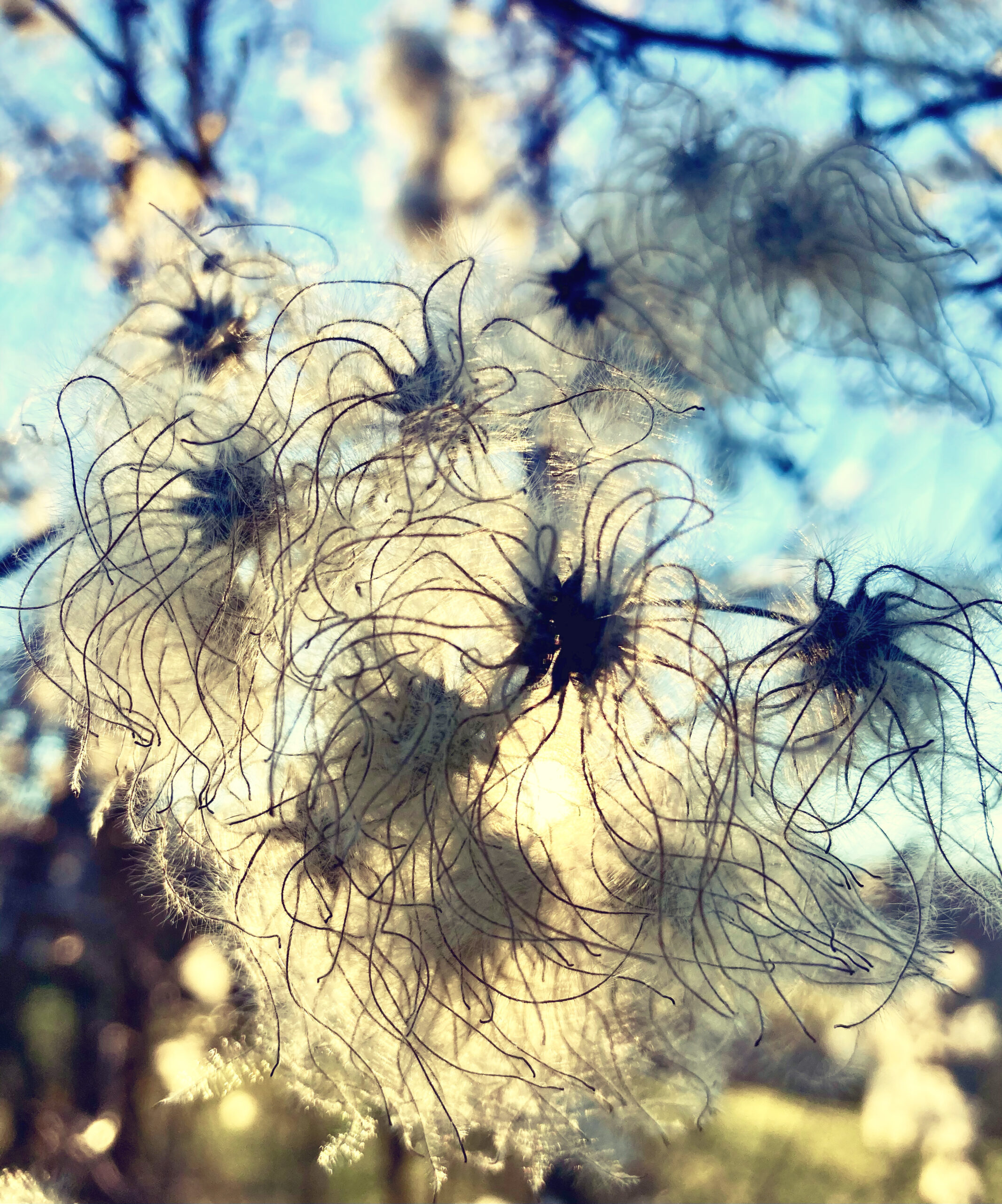 Kozlova photographie