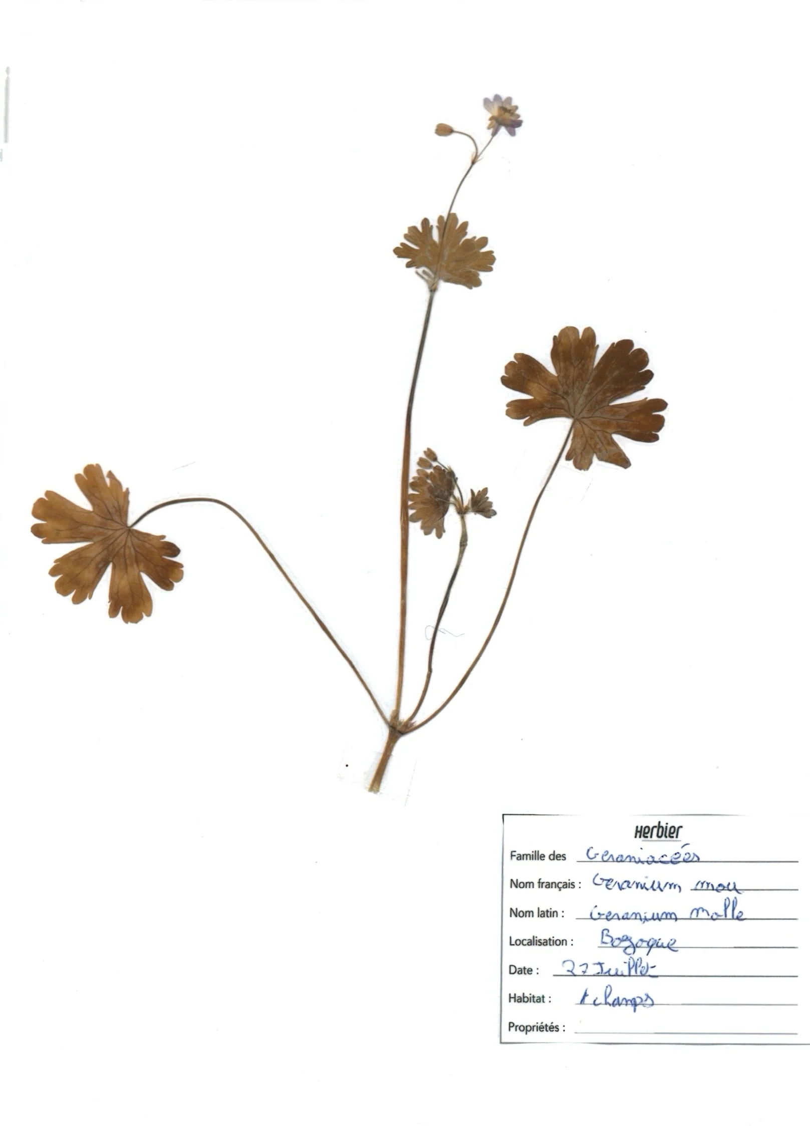 Géranium mou