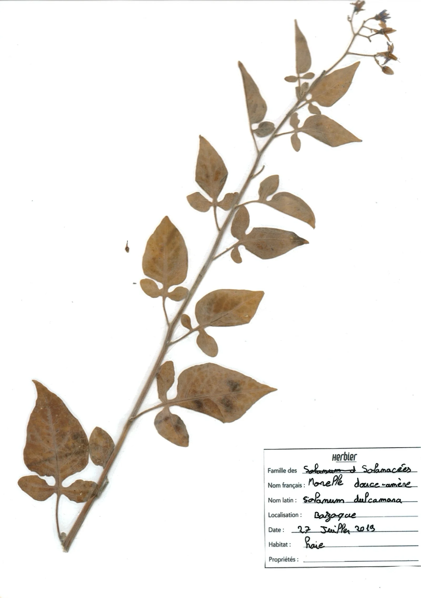 Morelle douce-amère